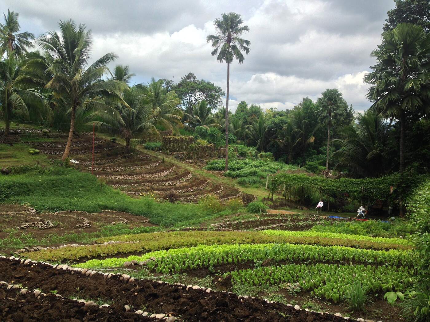 Lao Integrated Farms
