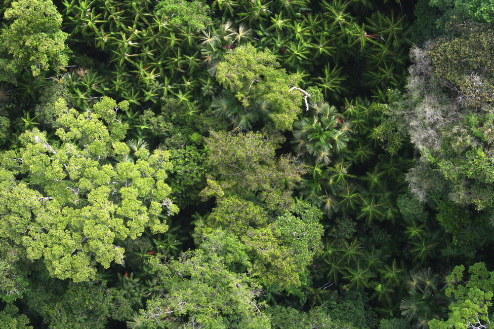 Domesticated palms species in the Amazon