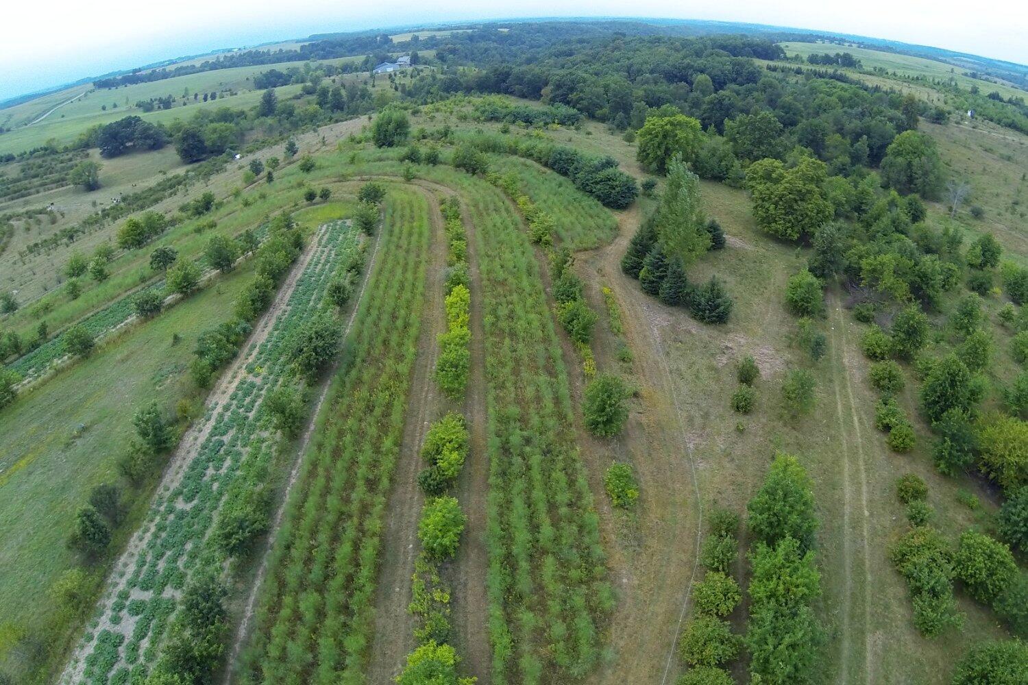 New Forest Farm